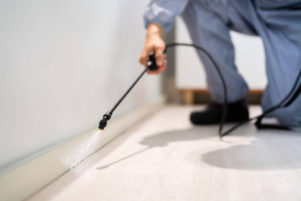 Professional exterminator conducting IPM assessment in Bangor