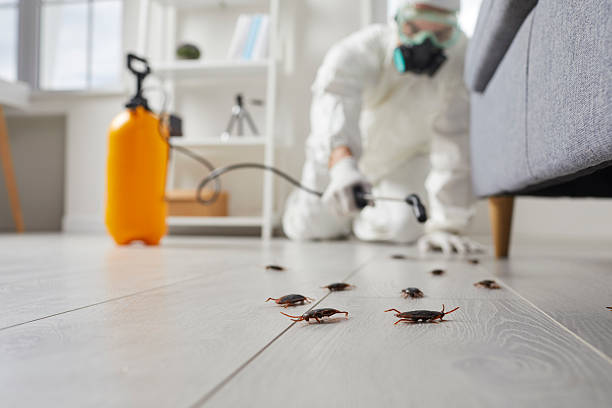 Commercial Kitchen Cockroach Control in Bangor